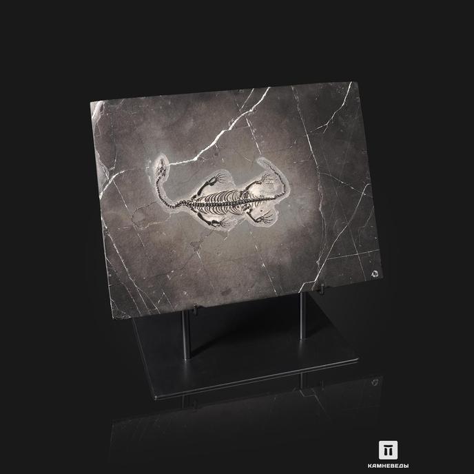 Скелет кейхозавра (Keichousaur hui), 31х23х1,3 см