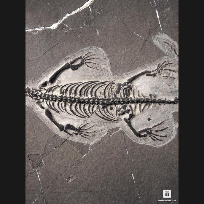Скелет кейхозавра (Keichousaur hui), 31х23х1,3 см