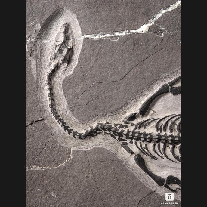 Скелет кейхозавра (Keichousaur hui), 31х23х1,3 см