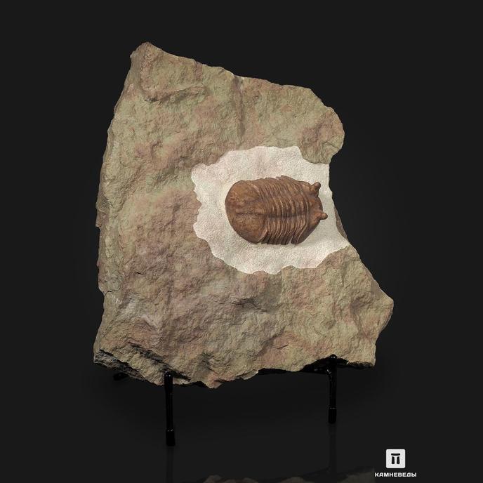 Трилобит Asaphus cornutus, на подставке 41х35,5х7,5 см