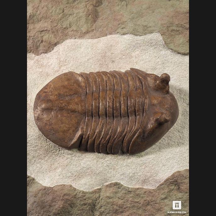 Трилобит Asaphus cornutus, на подставке 41х35,5х7,5 см