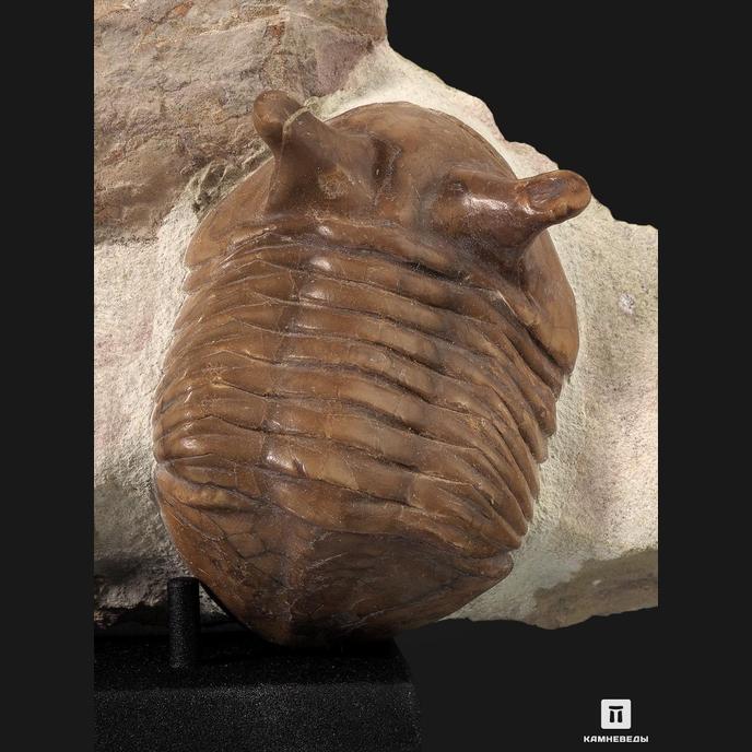 Трилобит (Asaphus intermedius) с эндоцерасом, 27х13х4,5