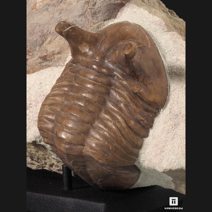 Трилобит (Asaphus intermedius) с эндоцерасом, 27х13х4,5