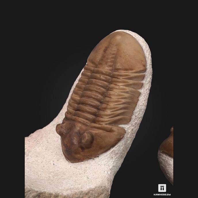 Трилобиты Asaphus lepidurus, на породе 17х16х8 см