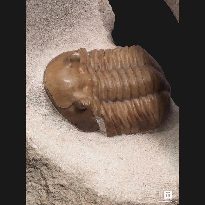 Трилобиты Asaphus lepidurus, на породе 17х16х8 см