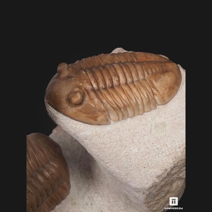 Трилобиты Asaphus lepidurus, на породе 17х16х8 см