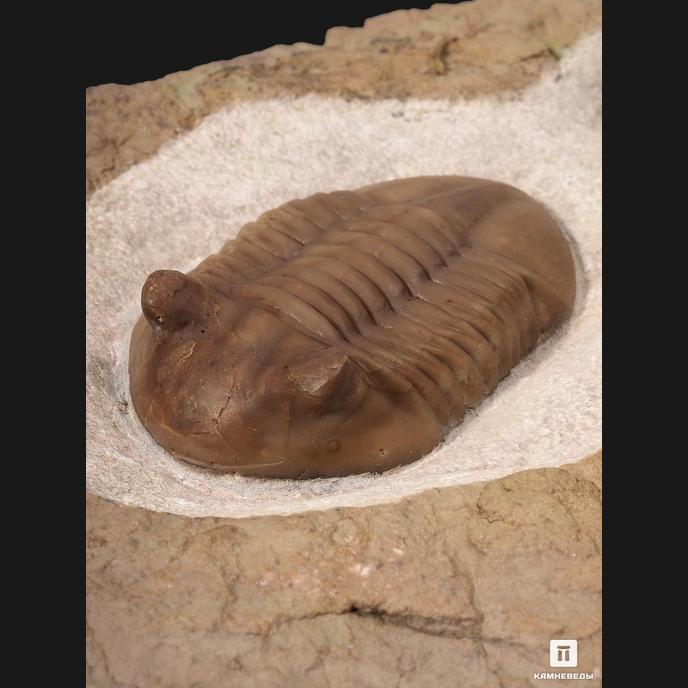 Трилобиты Asaphus, на породе 78х38х3 см