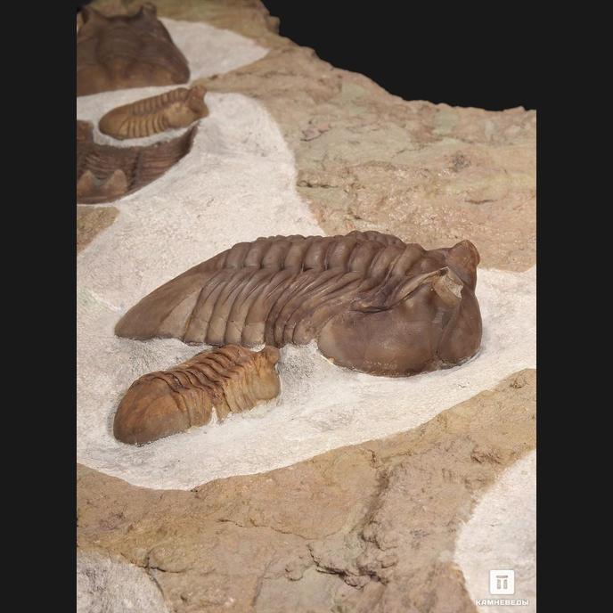 Трилобиты Asaphus, на породе 78х38х3 см