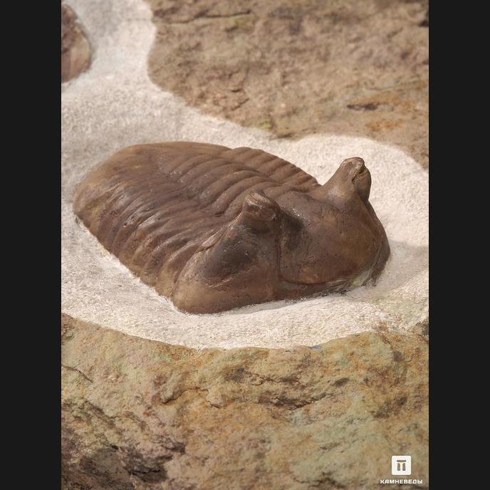 Трилобиты Asaphus, на породе 78х38х3 см