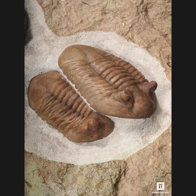 Трилобиты Asaphus, на породе 78х38х3 см