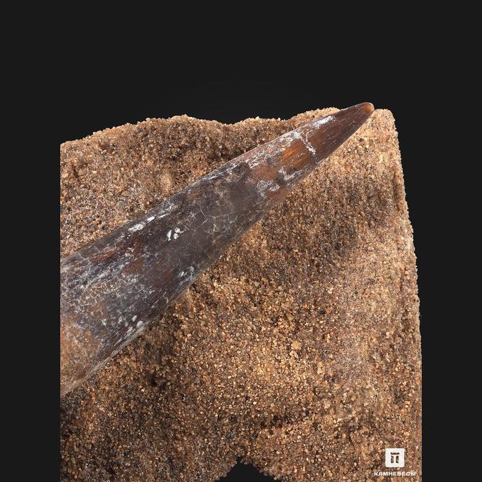 Зуб спинозавра Spinosaurus aegyptiacus, 11,8х8,5х6,3 см