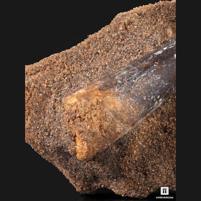Зуб спинозавра Spinosaurus aegyptiacus, 11,8х8,5х6,3 см