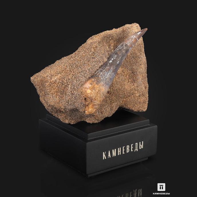 Зуб спинозавра Spinosaurus aegyptiacus, 11,8х8,5х6,3 см