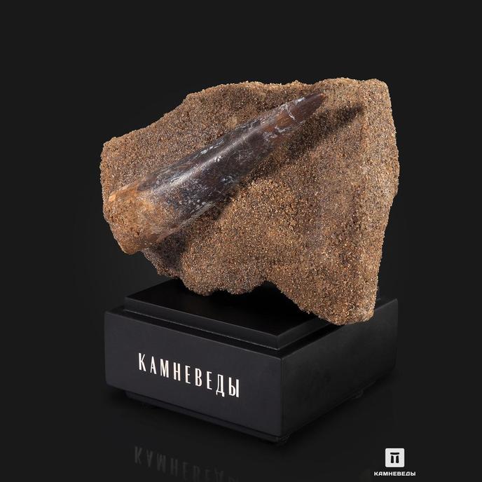 Зуб спинозавра Spinosaurus aegyptiacus, 11,8х8,5х6,3 см