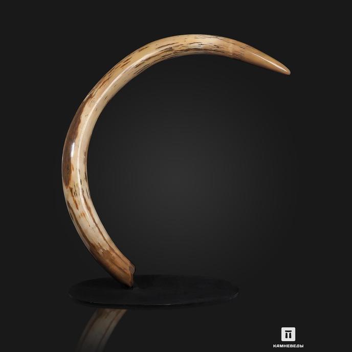 Бивень шерстистого мамонта Mammuthus primigenius