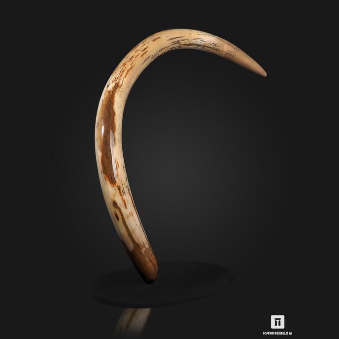 Бивень шерстистого мамонта Mammuthus primigenius