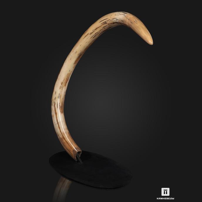 Бивень шерстистого мамонта Mammuthus primigenius