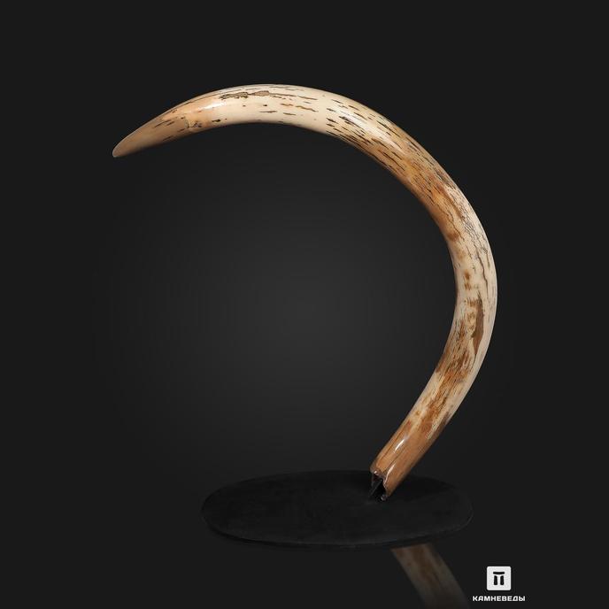 Бивень шерстистого мамонта Mammuthus primigenius