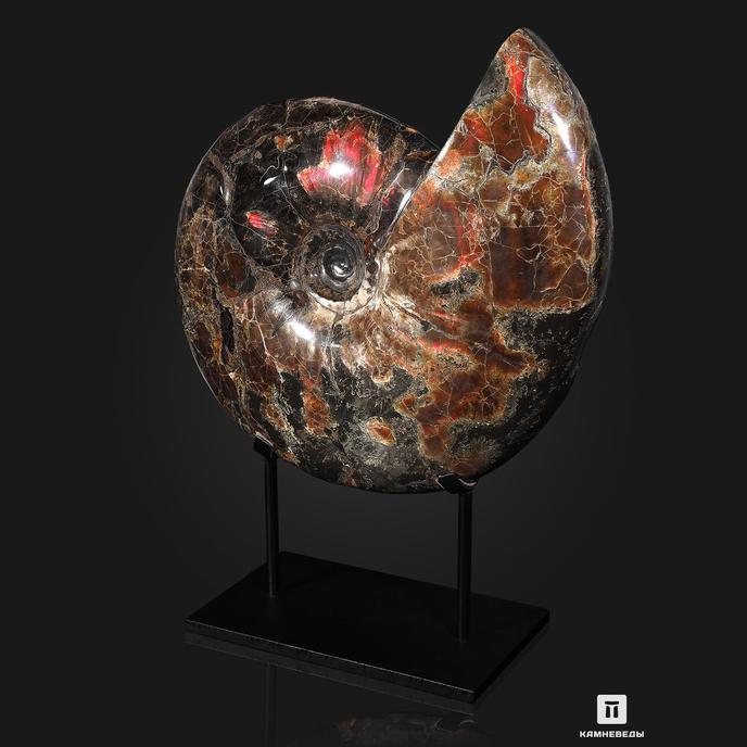 Аммонит с аммолитом 49х37,5х15 см