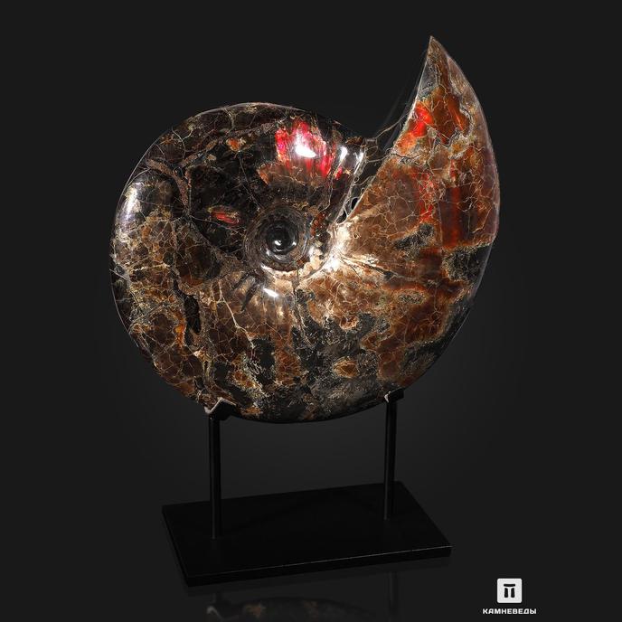 Аммонит с аммолитом 49х37,5х15 см