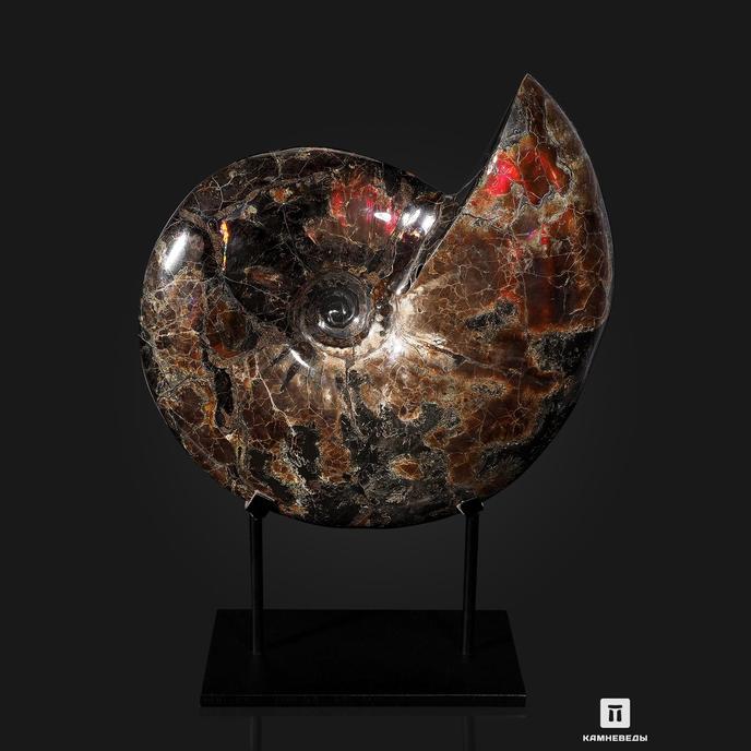 Аммонит с аммолитом 49х37,5х15 см