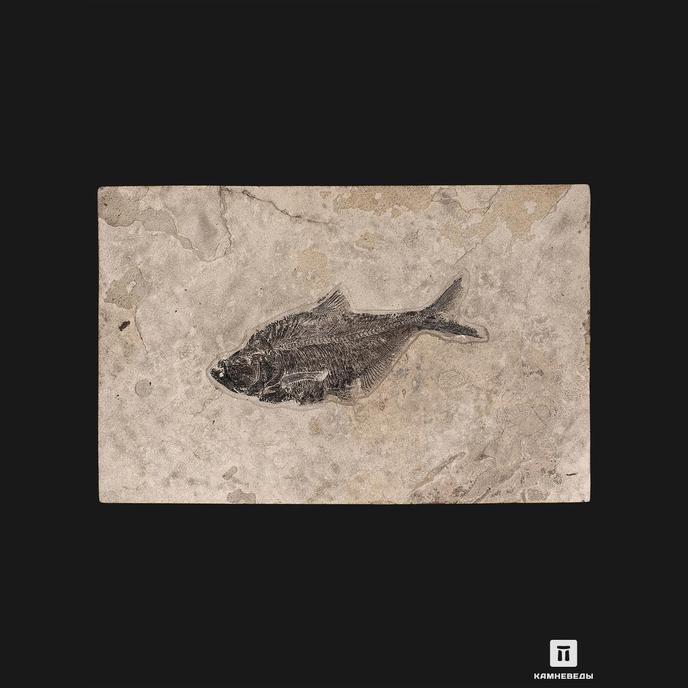 Рыба Diplomystus Dentatus, 73х47,5х12 см