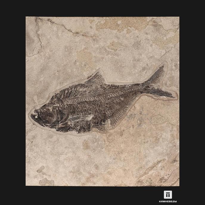 Рыба Diplomystus Dentatus, 73х47,5х12 см