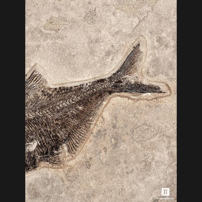Рыба Diplomystus Dentatus, 73х47,5х12 см