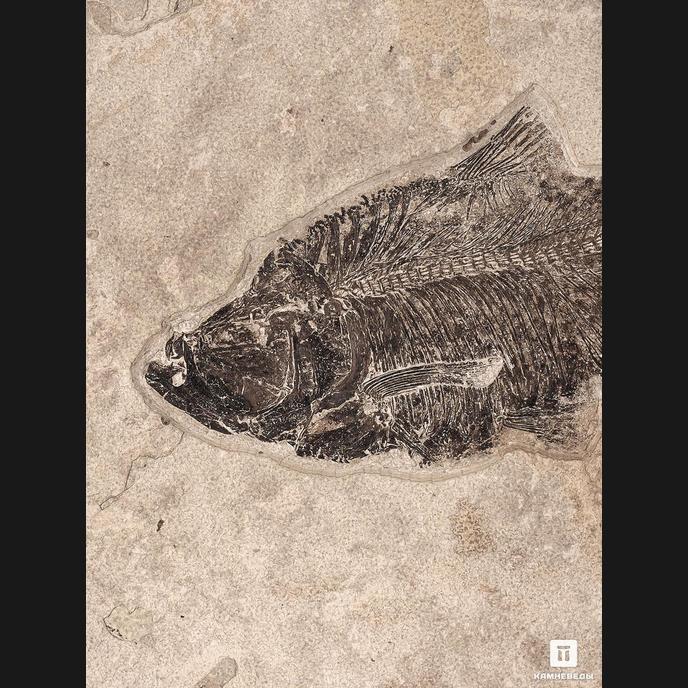 Рыба Diplomystus Dentatus, 73х47,5х12 см