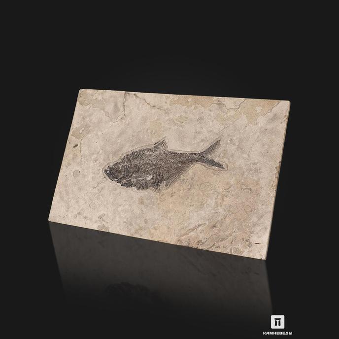 Рыба Diplomystus Dentatus, 73х47,5х12 см